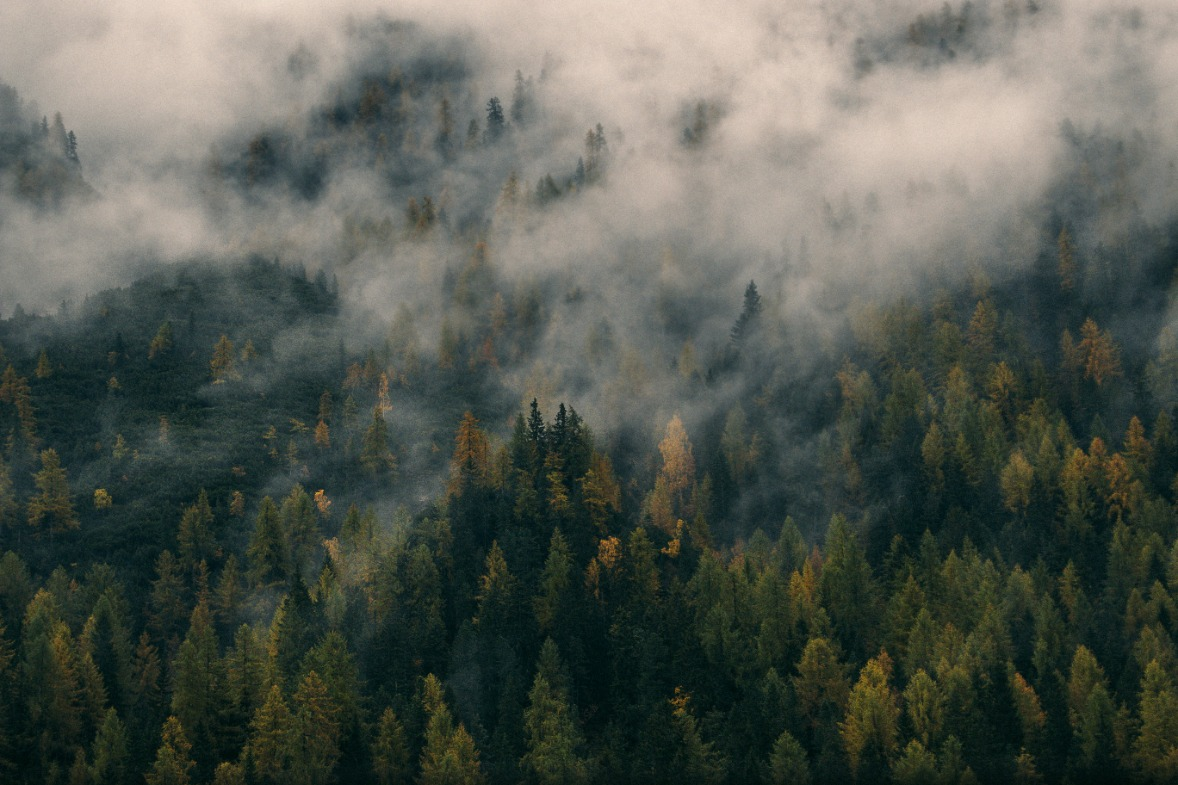 forest